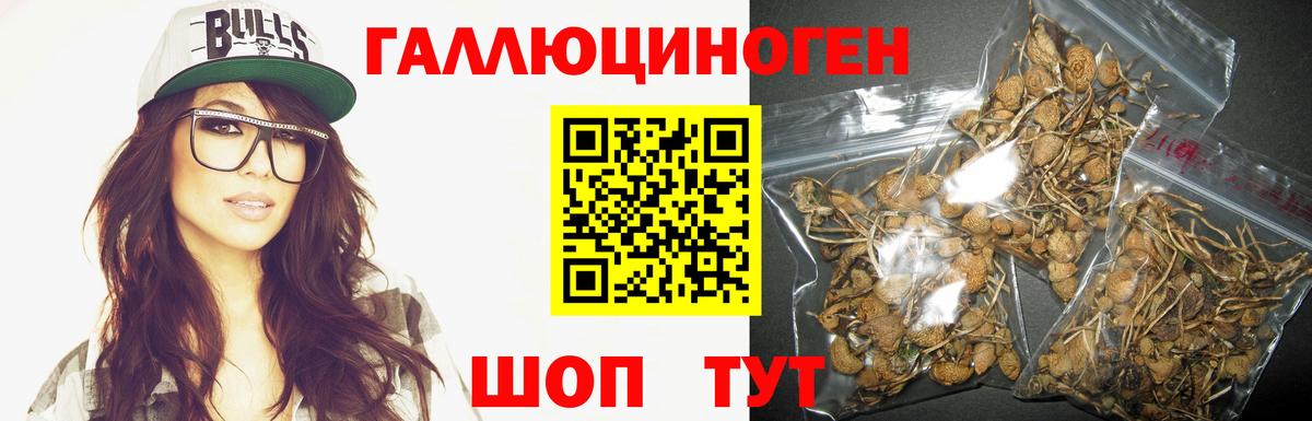 Псилоцибиновые грибы Psilocybe Чайковский
